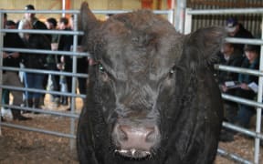 Angus Bull