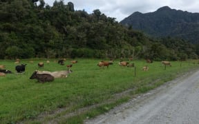 West Coast farmland backing on to native bush.