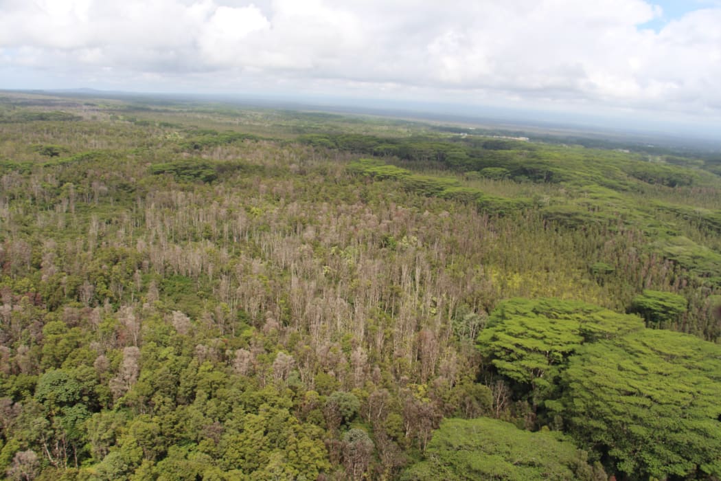 More ōhi'a trees killed by the disease on Hawai’i island.