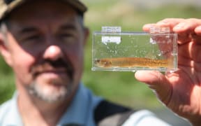 Zane Moss of Southland Fish and Game with a freshwater fish (galaxiid)