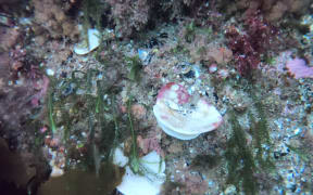 Bleached native sea sponges are in Fiordland's Breaksea Sound.