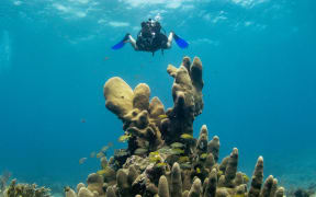 Underwater chemist Sam Afoullouss sends a deep sea robot to carefully collect snippets of marine organisms