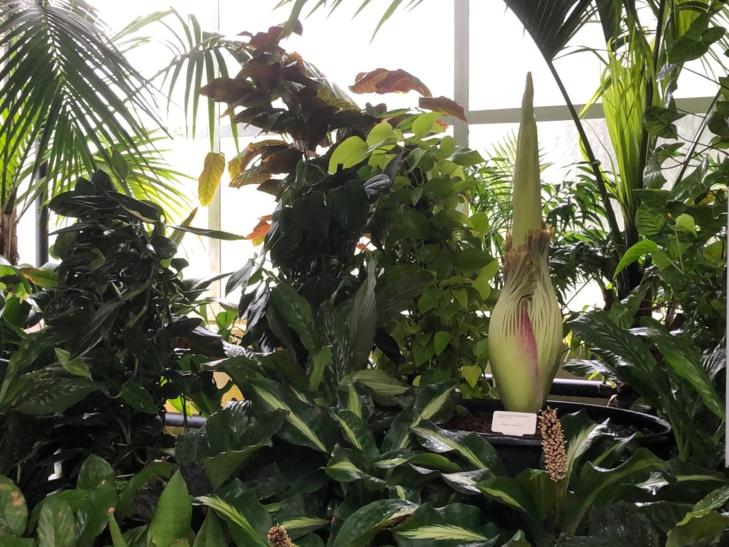 'Corpse flower', Amorphophallus titanum, at the Christchurch Botanic Gardens.