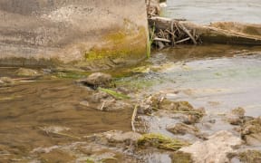 An example of algae clogging a river.