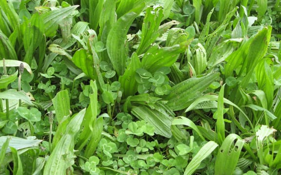 Plantain and clover pasture mix