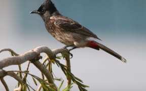 The 'wanted' Red Vented Bulbul