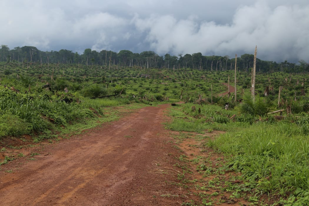 A view of the felled forest after some 850 hectares has been destroyed to plant oil palms in the heart of the Congo Basin forest near Kisangani in the northeastern Democratic Republic of Congo on 25 September 2019.