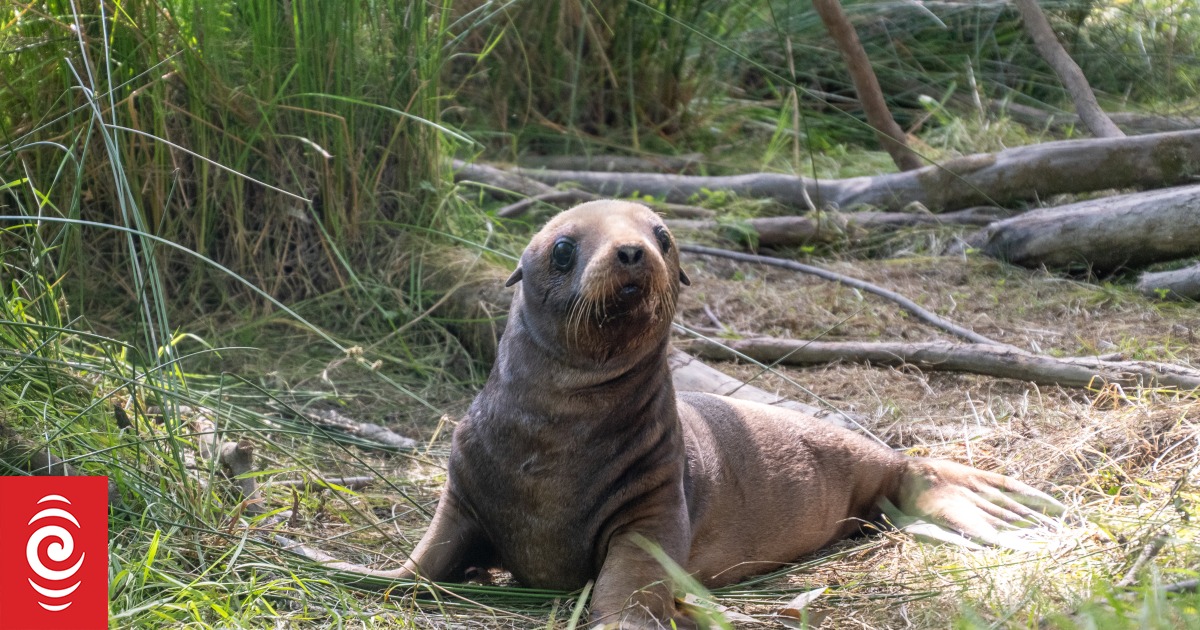 Roads closed to safeguard sea lions, people - Vimarsana News