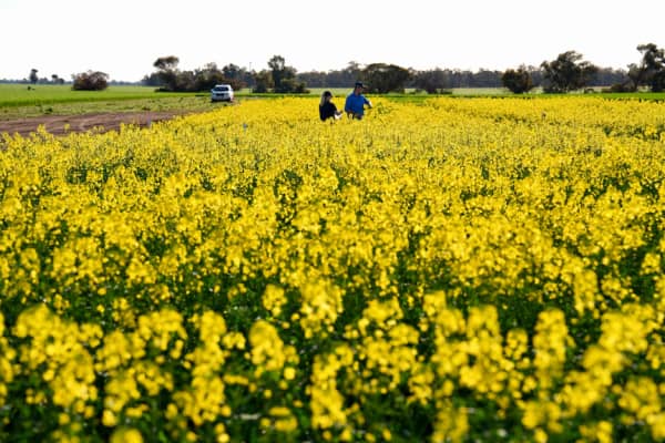 Canola oil is classifed as a seed oil as it is made from the seeds of the canola plant.