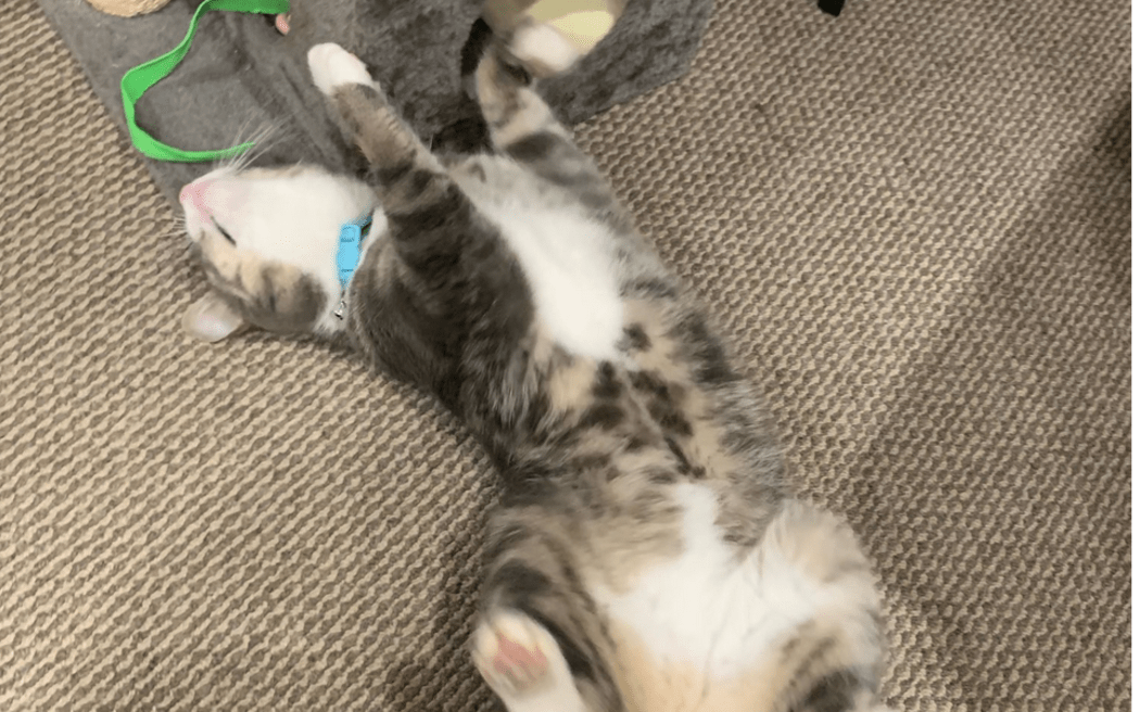 Bruno aka Jingle Cat