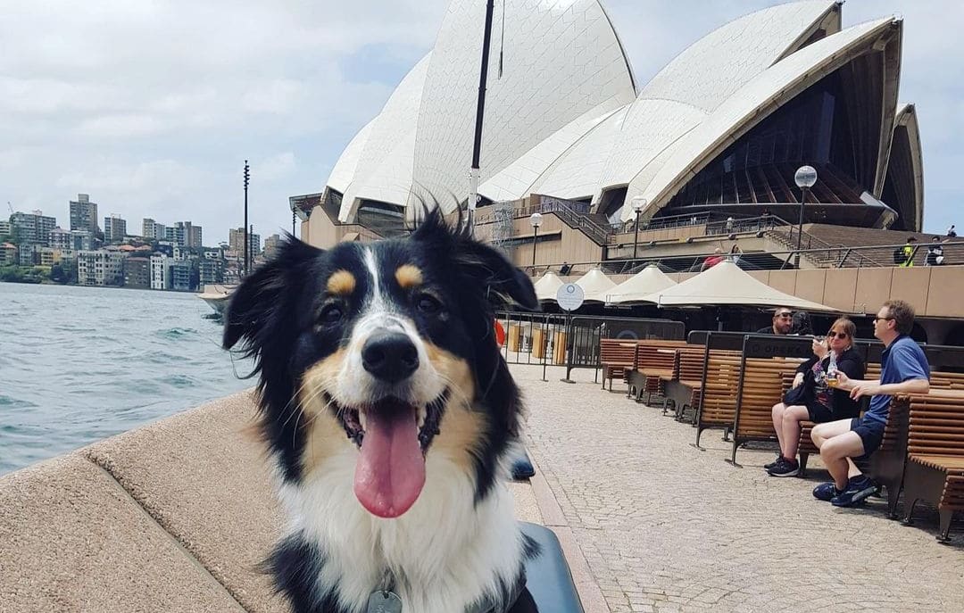 Border collies and kelpies have been used to shoo seagulls at the Sydney Opera House for four years.