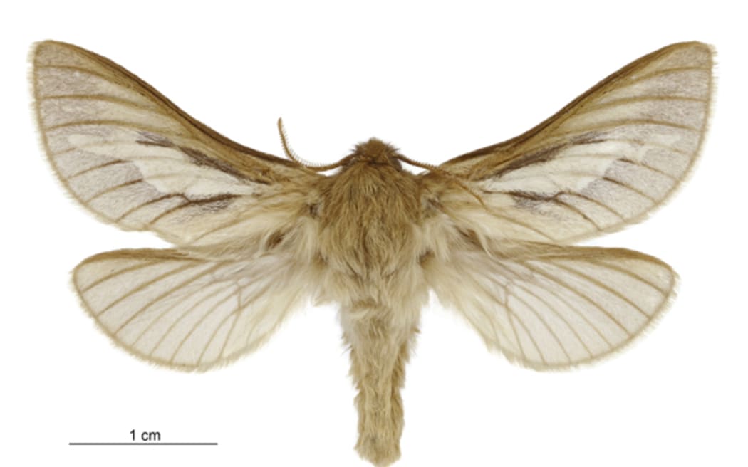 Ghost Moth - heloxycanus patricki - male