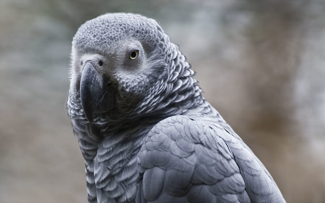 An African Grey parrot.