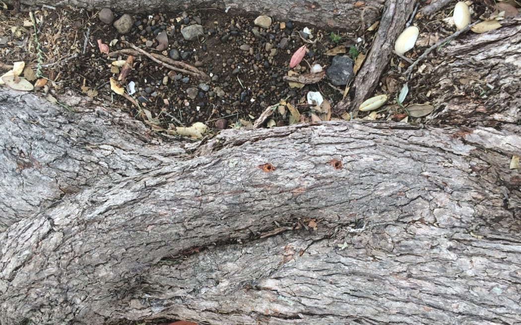 Drill holes were found in pohutukawa trees that were poisoned in Opito bay.