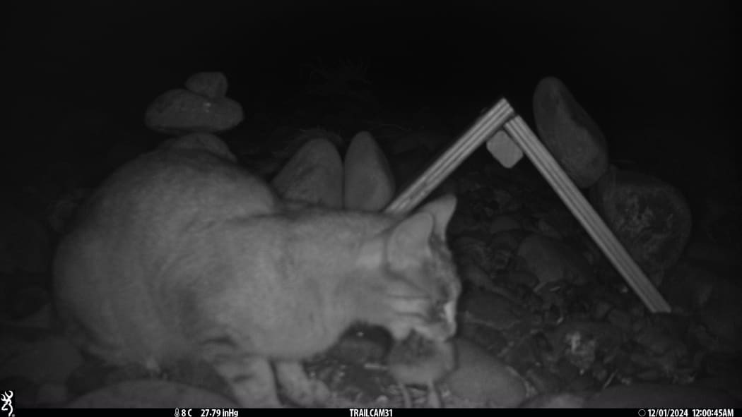 4KFVTER_Feral_cat_preys_on_chicks_DOC_JPG