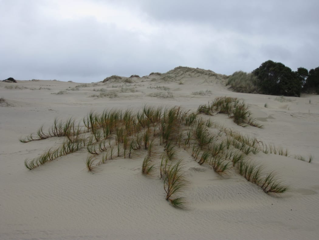 Pingao is a native sand binder, which loosely holds sand dunes. Mangawhai Beach, Northland.