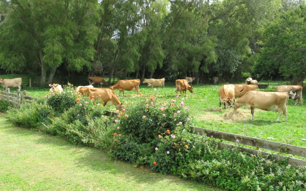 The Glenbrook Jersey herd