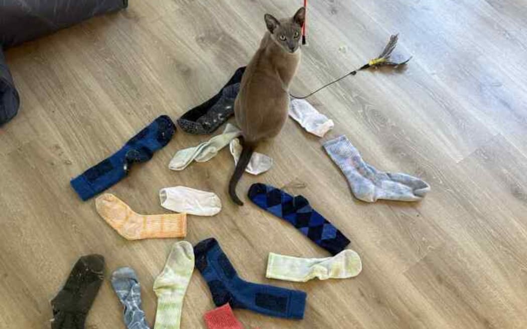 Helen North says her cat steals the neighbours clothes.