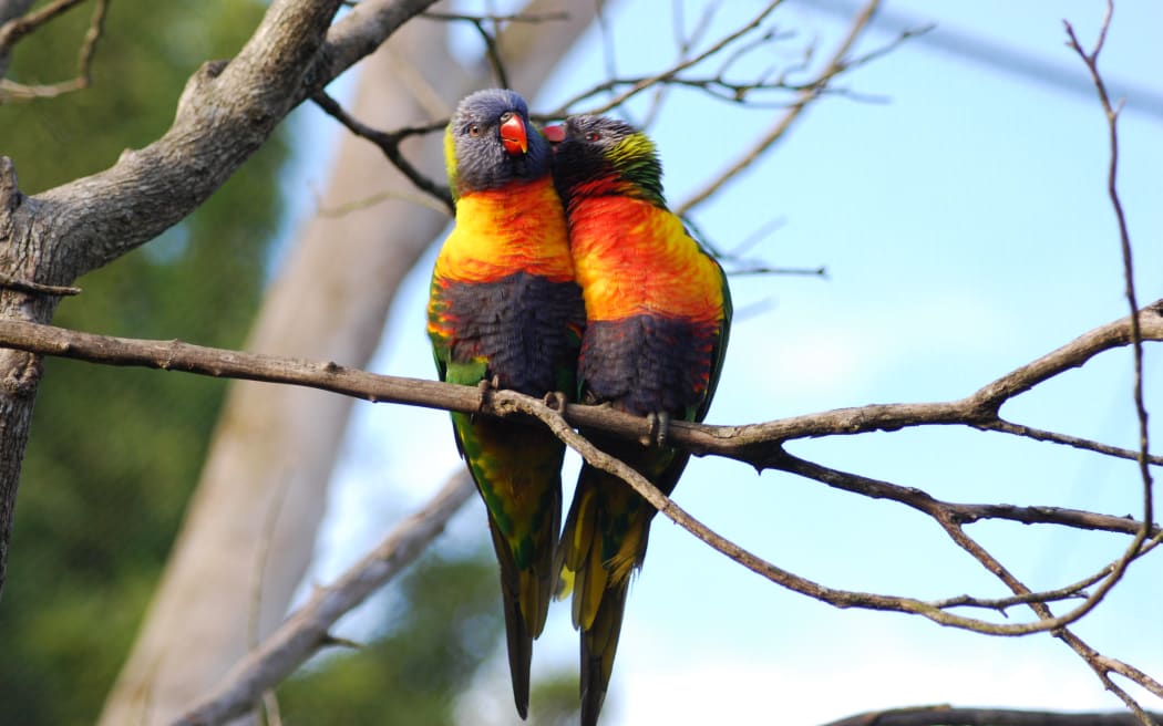 A pair of rainbow lorikeets in the wild in Titirangi