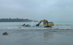 One of the diggers creating a channel to help the stranded whale return to the ocean.