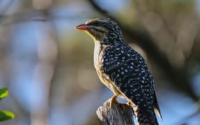 Koekoeā or long-tailed cuckoo
