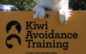 Kiwi avoidance training