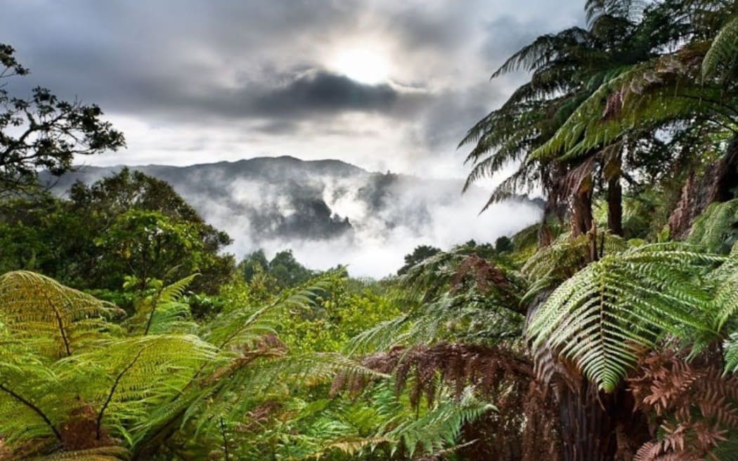 New Zealand native forest