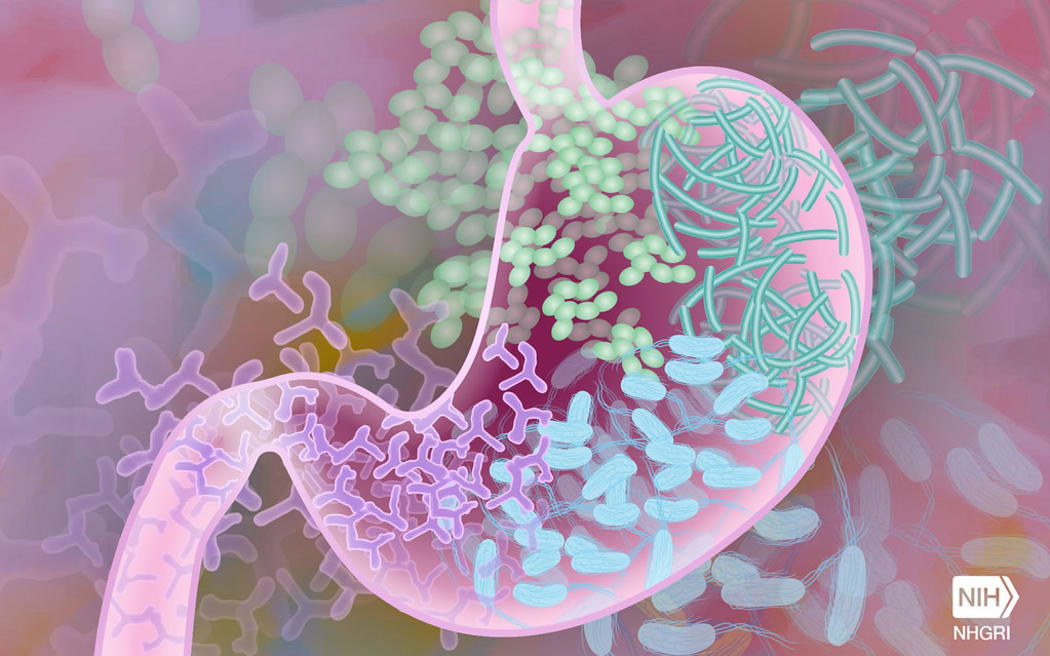 Beneficial Gut Bacteria