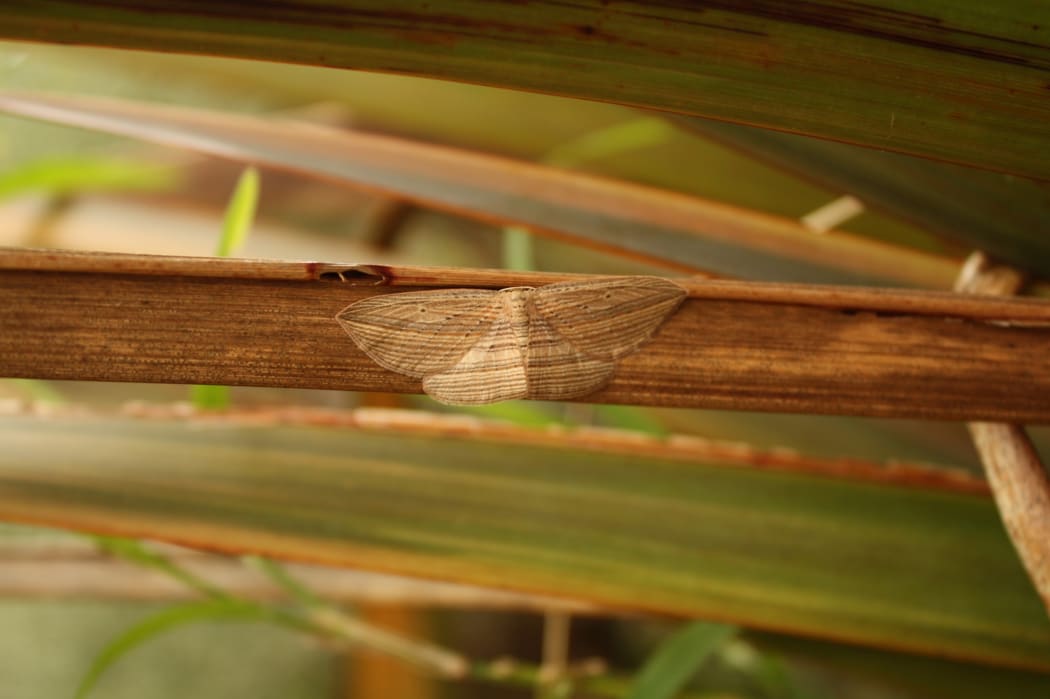 The Cabbage Tree Moth