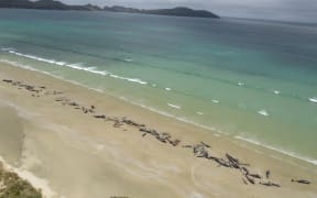 The mass pilot whale stranding at Mason Bay in Rakiura/Stewart Island .