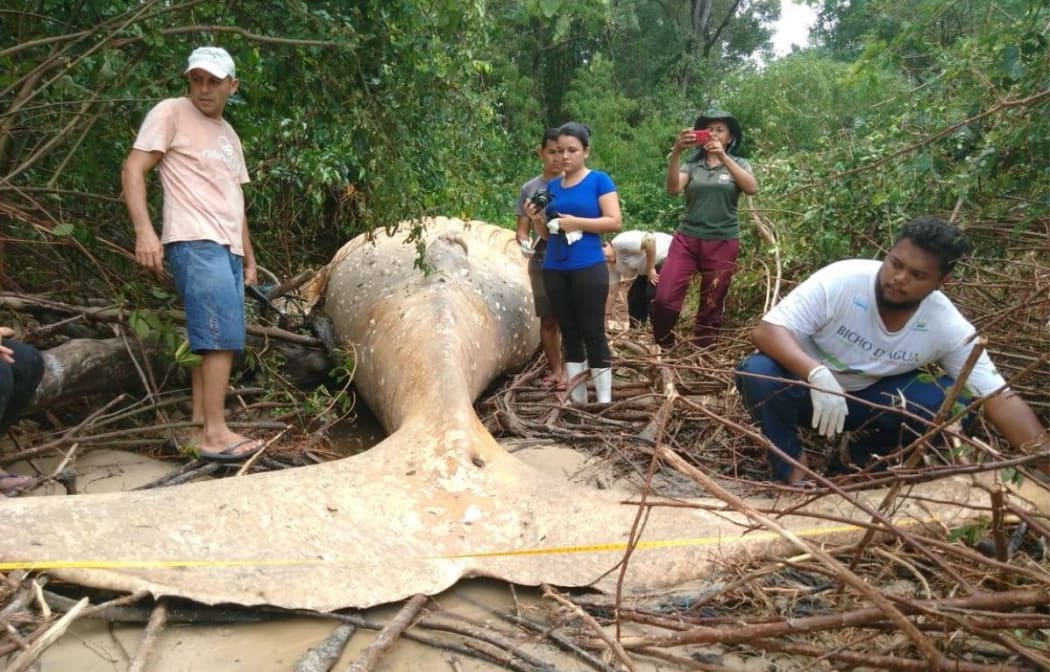 In a post on social media, the Bicho D'agua Institute shows a dead humpback whale in the Amazon jungle.