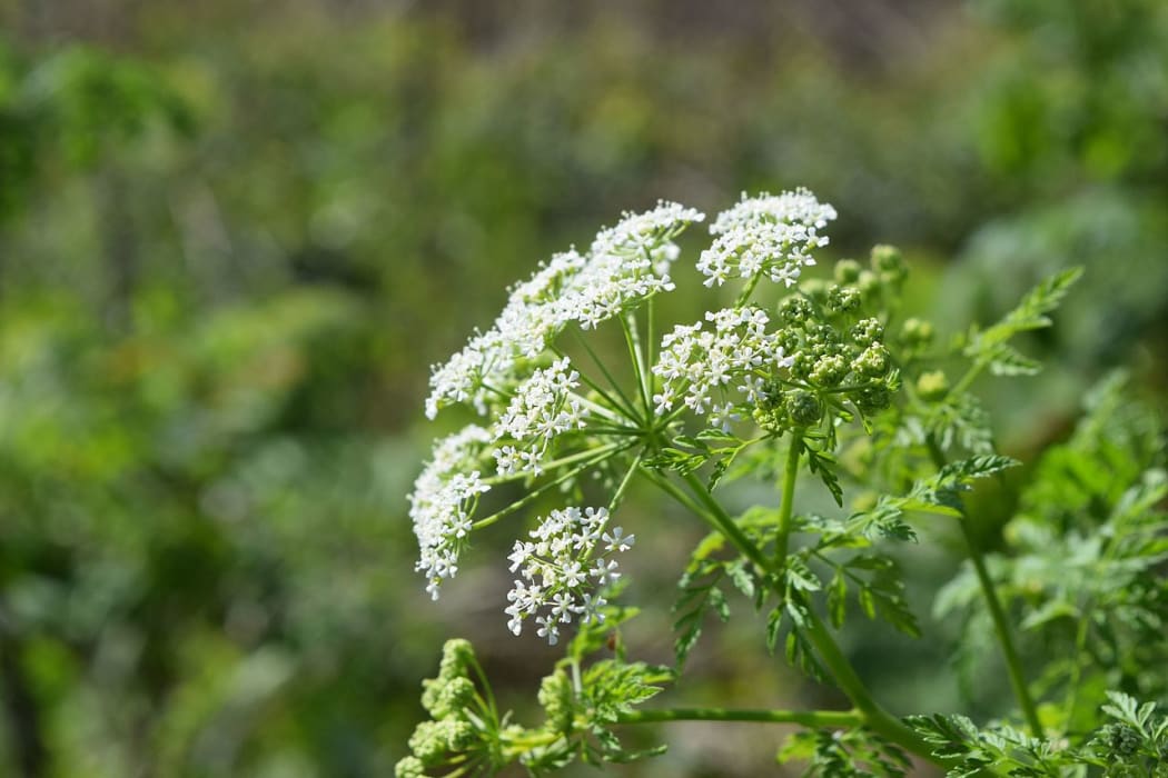 Poisonous Hemlock flowering in spring.