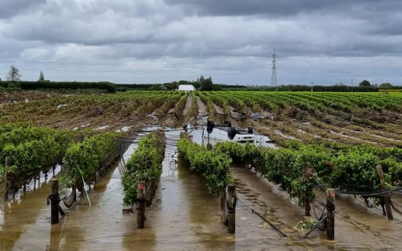 Water in a vineyard next to a golf course on Links Road, Napier