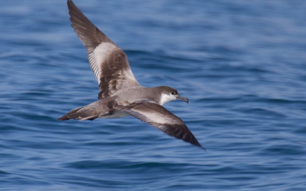 Buller's shearwater in flight