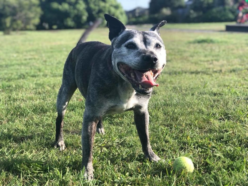 One of the dogs at Christchurch Bull Breed Rescue