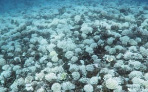 Coral bleaching in Moorea