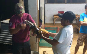 Cockfighting CNMI