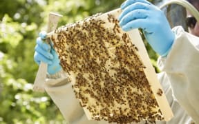 Honey Bee Hive