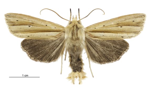 Whanariki moth