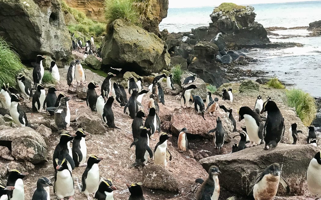 A large gathering of dozens of black-and-white penguins with orange bills and spiky yellow eyebrow crests on the rocks beneath a cliff. Large boulders are covered with tufts of tussock and the ground around the penguins is streaked with white poo.