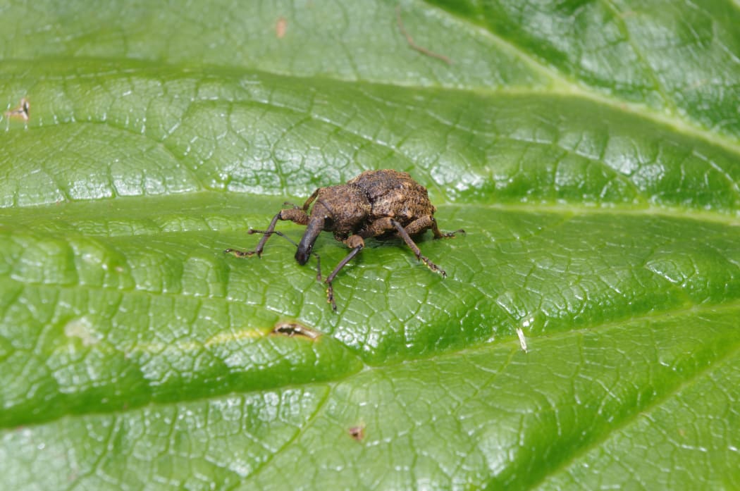 Giant Knobbled Weevil