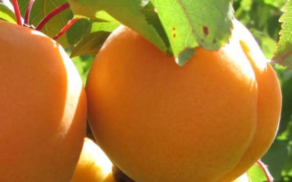 Apricots