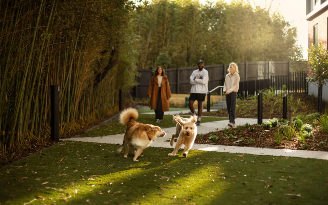Two dogs running in the dog park at Auckland's Resido apartments.