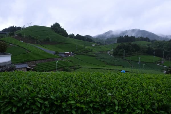 The matcha farm in Kyoto, Japan where Thea source their green tea leaves.