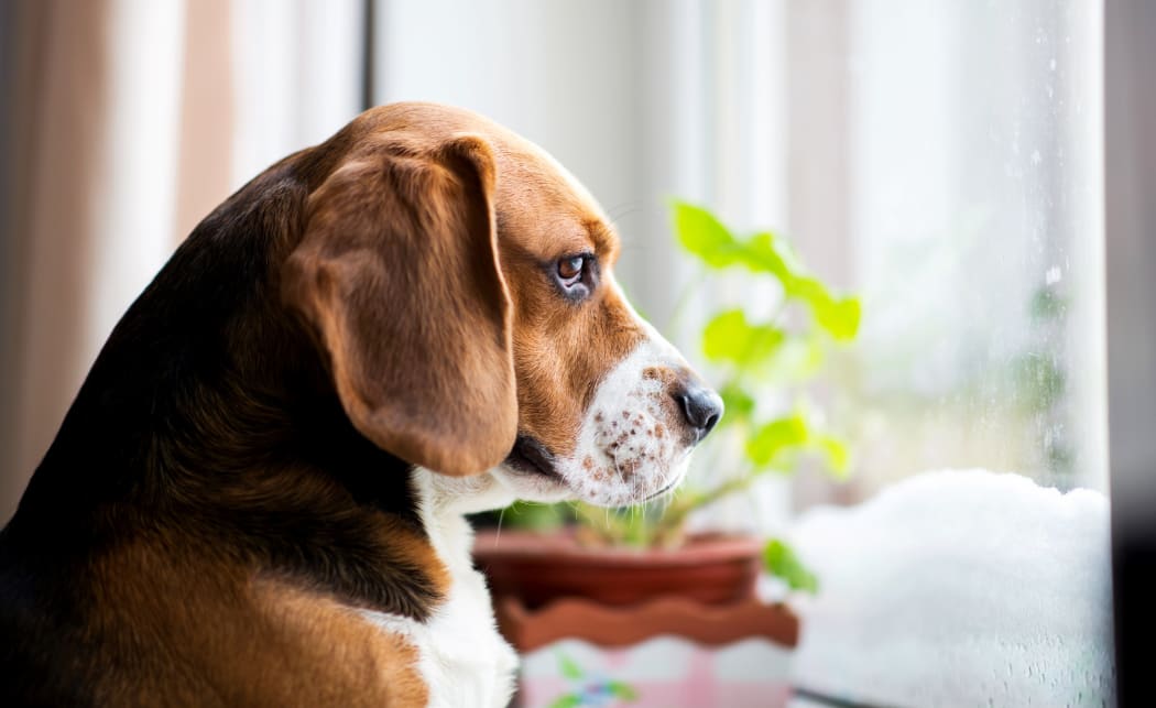 Portrait of american beagle dog sits on the window and sadly looks out the window