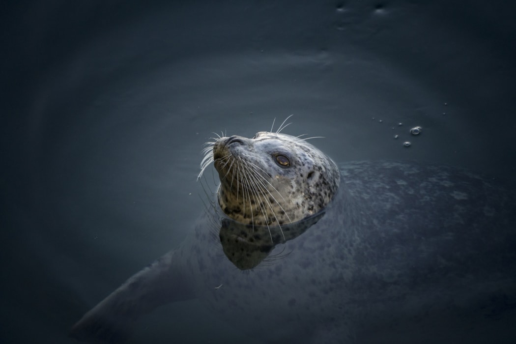 A harbour seal at Vancouver Island, waiting for fish.