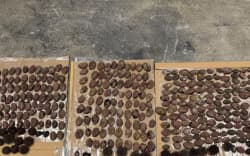 Taranaki fishery officers seized 338 pāua, 199 of which were undersized, from a closed area on Thursday night.
