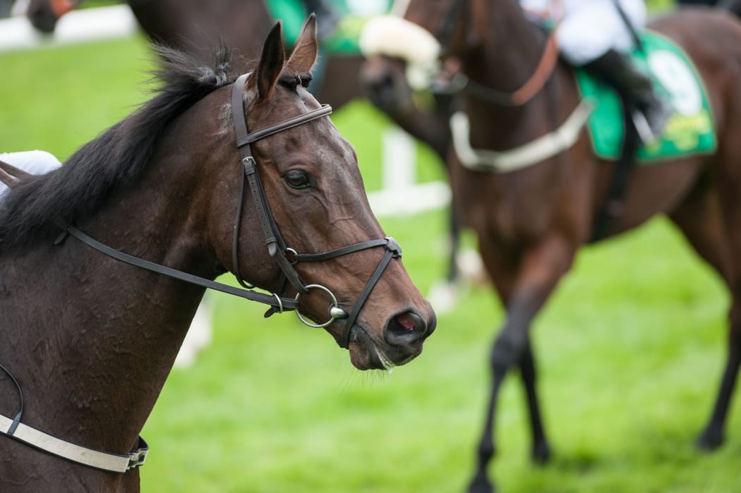 Thirty thoroughbred race horses were due to be flown to Hong Kong in July last year.