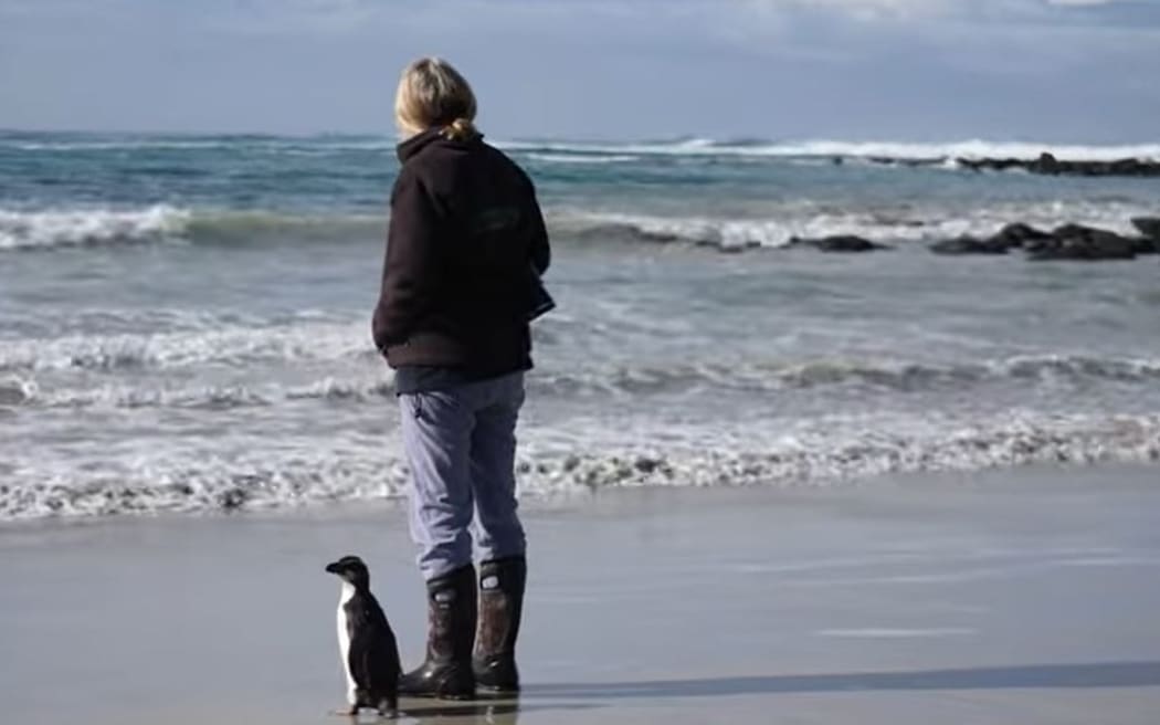 Tracey Wilson from the Mosswood Wildlife Rescue and Rehabilitation Centre at Koroit in Victoria with the Tawaki penguin she has nursed back to health and which she hopes is about to head back to New Zealand.