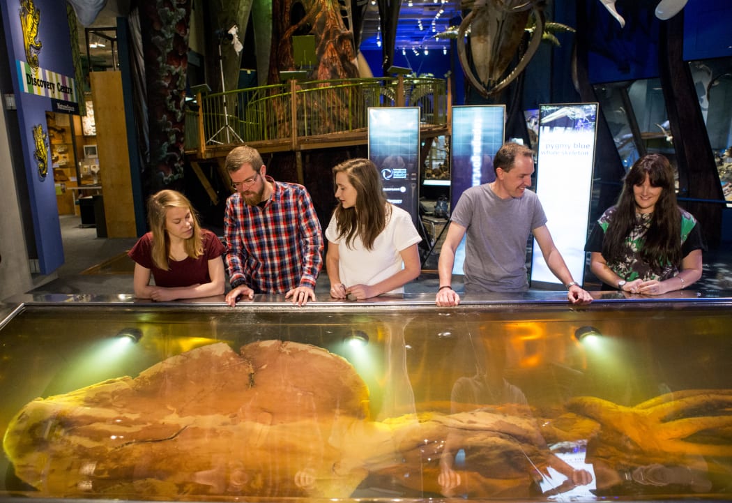 Visitors view Te Papa's colossal squid